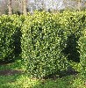 Buxus sempervirens arborescens